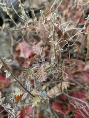 Scutellaria orientalis