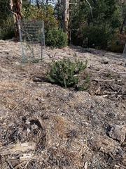 Arctostaphylos regismontana