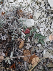 Hedysarum candidum