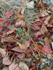 Hedysarum candidum