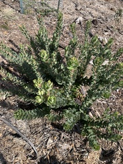 Arctostaphylos regismontana