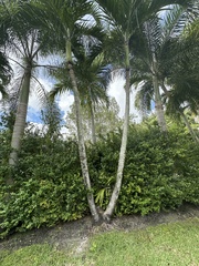 Ptychosperma elegans