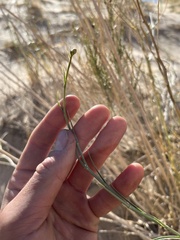Lygodesmia grandiflora dianthopsis