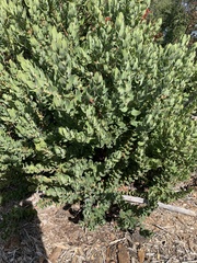 Arctostaphylos regismontana