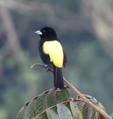 Ramphocelus flammigerus icteronotus