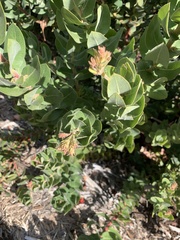 Arctostaphylos regismontana