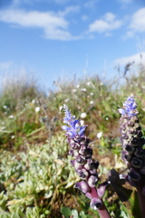 Lachenalia mutabilis