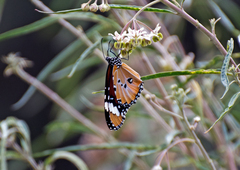 Danaus chrysippus orientis