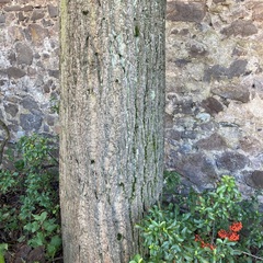 Flavoparmelia caperata