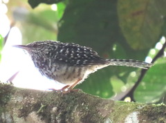 Campylorhynchus zonatus