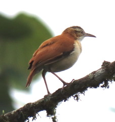 Furnarius leucopus cinnamomeus