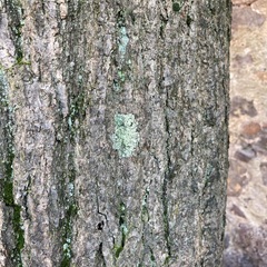 Flavoparmelia caperata