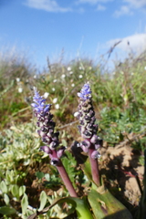 Lachenalia mutabilis