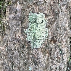 Flavoparmelia caperata