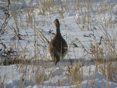 Tympanuchus phasianellus