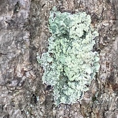 Flavoparmelia caperata