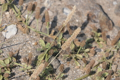 Eragrostis ciliaris