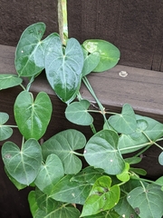 Funastrum cynanchoides