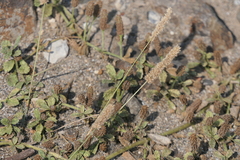 Eragrostis ciliaris