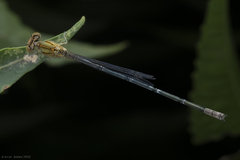 Pseudagrion decorum