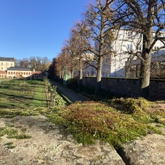 Hypnum cupressiforme