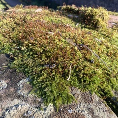 Hypnum cupressiforme