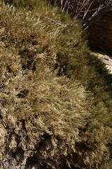 Selaginella sanguinolenta
