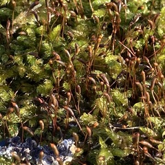 Hypnum cupressiforme