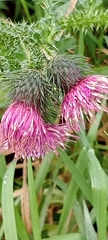 Carduus crispus