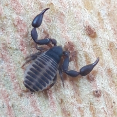 Chernetidae