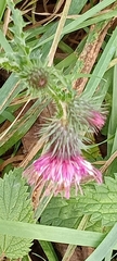 Carduus crispus