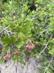 Physocarpus monogynus