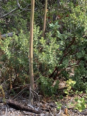 Arctostaphylos regismontana