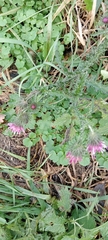 Carduus crispus