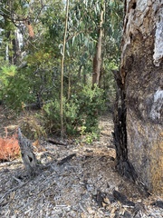 Arctostaphylos regismontana