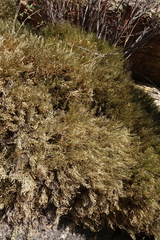 Selaginella sanguinolenta
