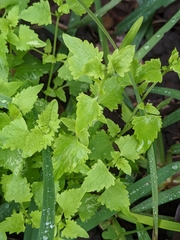 Fleischmannia incarnata