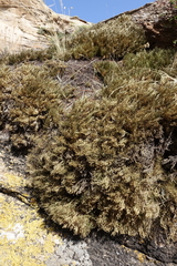 Selaginella sanguinolenta