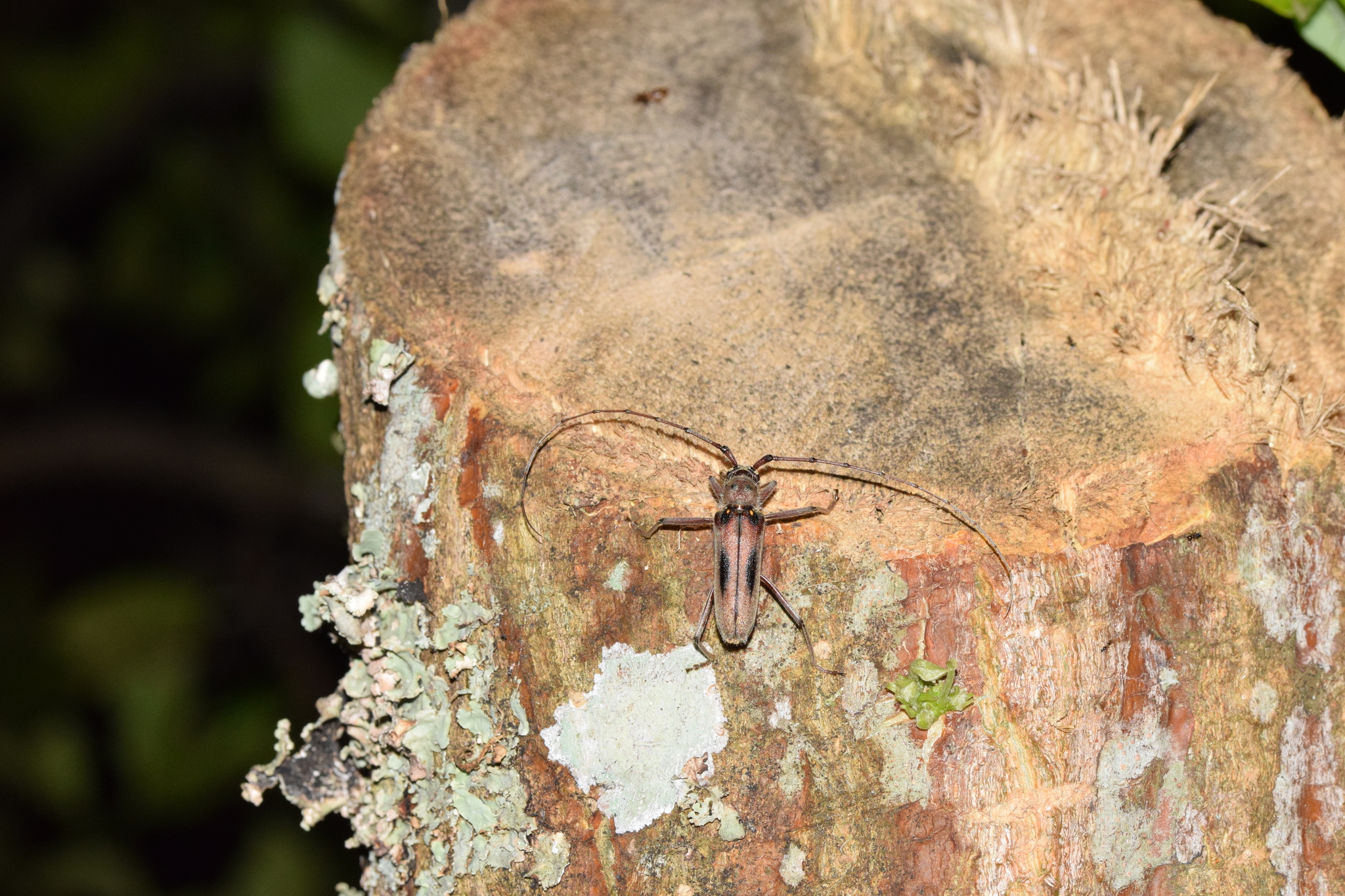 Eburia quadrinotata image