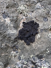 Umbilicaria