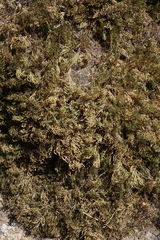 Selaginella sanguinolenta