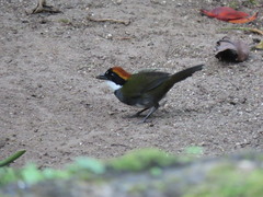 Arremon brunneinucha