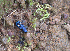 Pseudoxycheila tarsalis