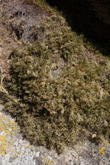Selaginella sanguinolenta