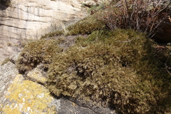 Selaginella sanguinolenta