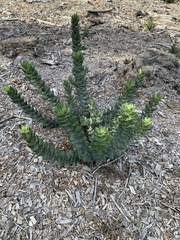 Arctostaphylos regismontana