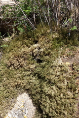 Selaginella sanguinolenta