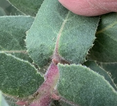 Arctostaphylos regismontana