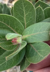 Arctostaphylos regismontana