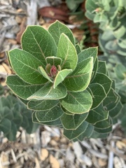 Arctostaphylos regismontana